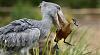     
: 1257462347_shoebill-and-duck-02.jpg
: 888
:	25.5 
ID:	20810