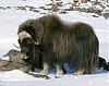     
: musk-ox.jpg
: 1000
:	30.5 
ID:	35604