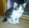   leonid2009